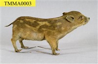 Formosan Wild Boar Collection Image, Figure 7, Total 19 Figures